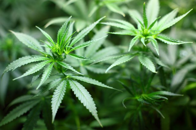 Marihuana automaty – co to jest?